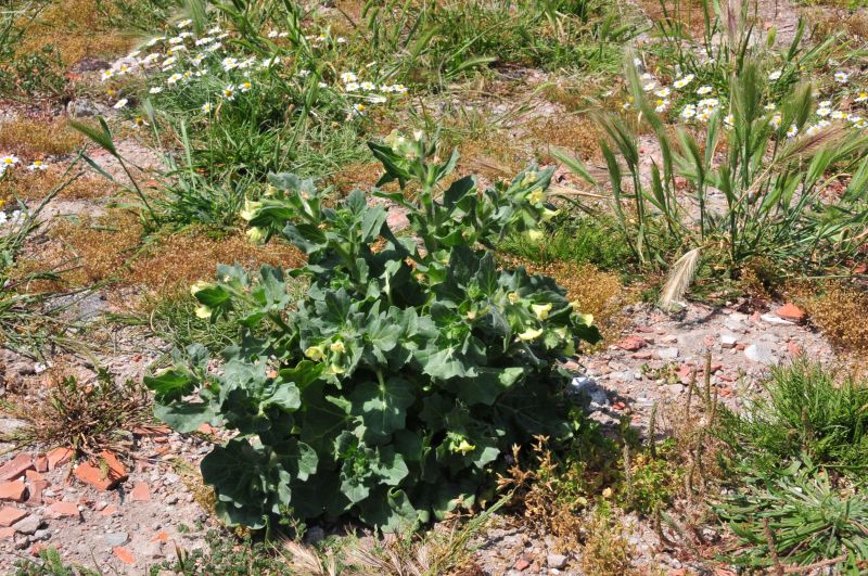 Hyoscyamus albus - Giusquiamo bianco